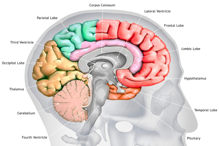 hypothalamus, brain