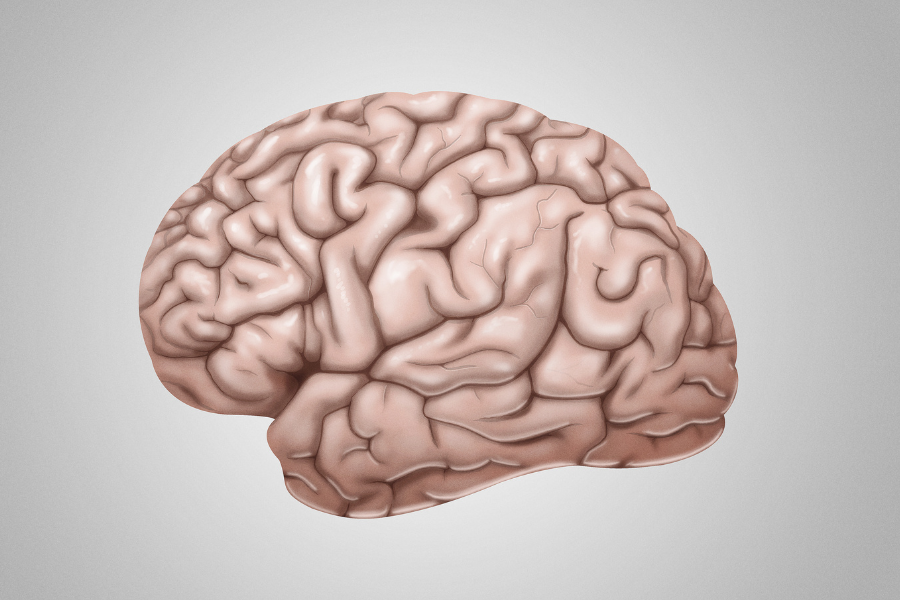 cerebrum, brain, brain anatomy